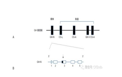 HGH在抗衰老领域的应用与发展