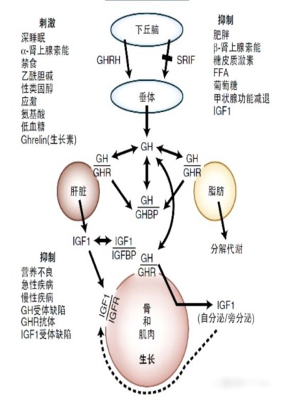 HGH在抗衰老领域的应用与发展